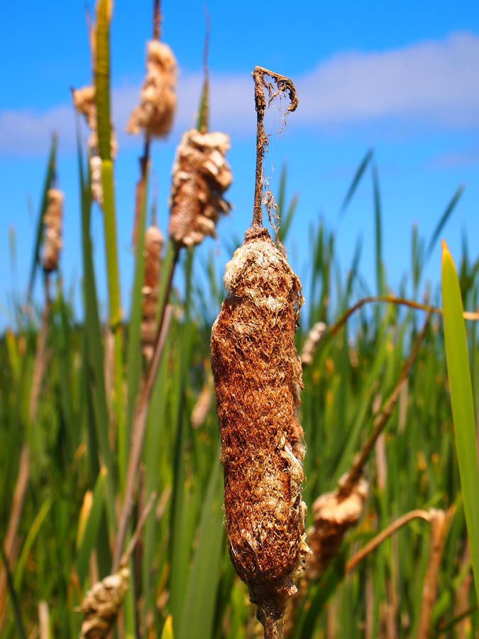 Cattail Photograph - Cattail by Keelee Martin