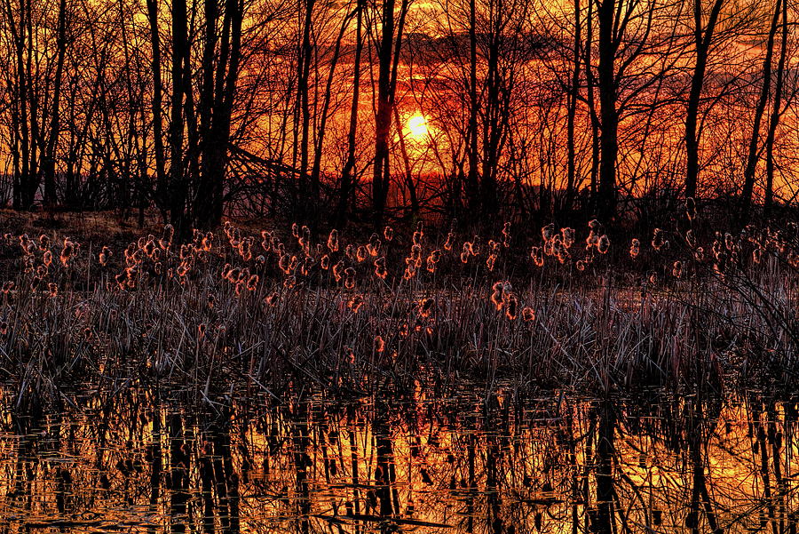 Cattail Pond At Sunrise Photograph by Dale Kauzlaric