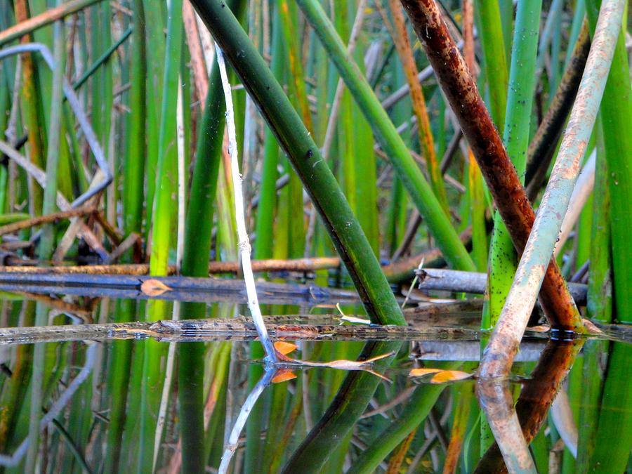 Nature Photograph - Cattail Reflections by Trinkets  Legacy