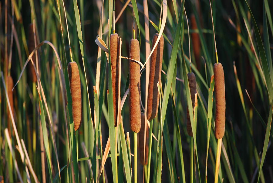 Cattail Rushes Photograph by Peter McIntosh