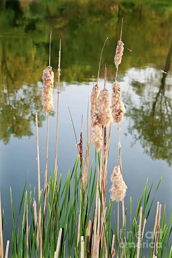 Cattail Seeds Wafting in the Air Photograph by Gabriele Pomykaj