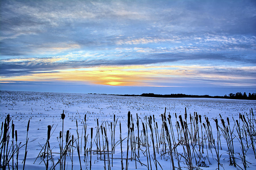 Cattail Winter Sunrise Photograph by Bonfire Photography