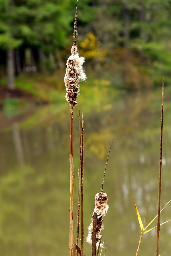 Cattails 6635 Photograph by Jerry Sodorff