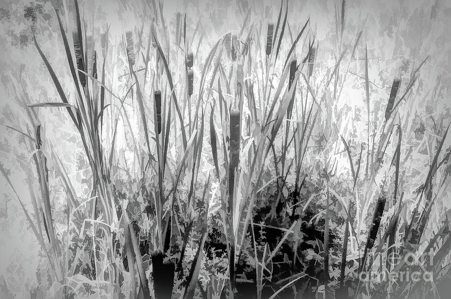 Nature Photograph - Cattails Abstract by Kathleen K Parker