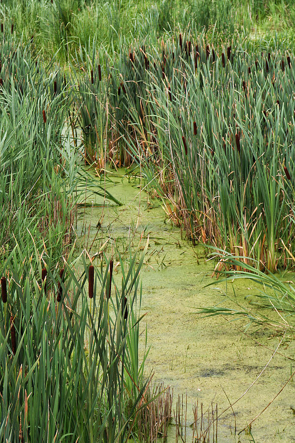 Cattails Along a Stream Photograph by William Selander