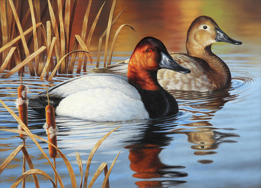 Cattails and Canvasbacks Painting by Guy Crittenden