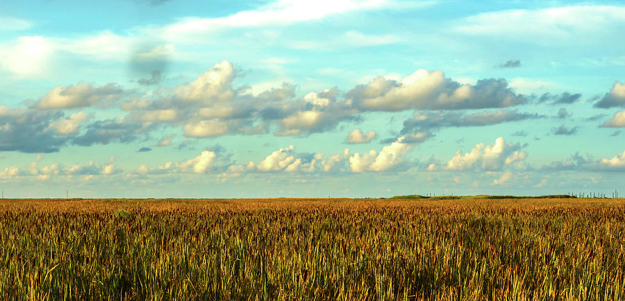 Cattails And Clouds Photograph