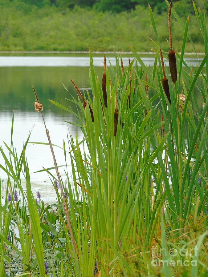 Cattails And Still Water Photograph