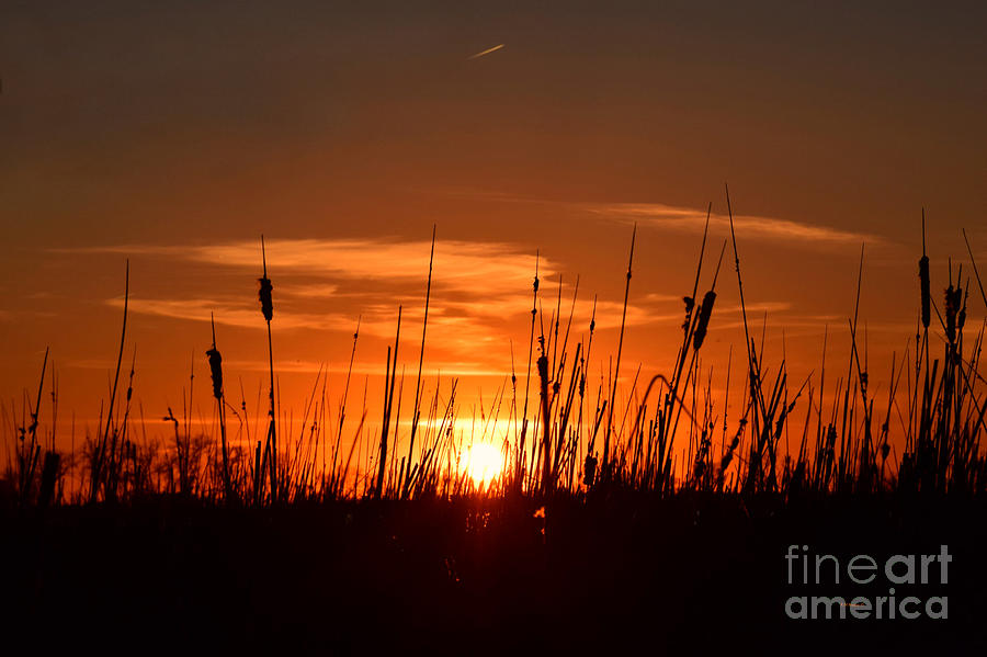 Tree Photograph - Cattails And Twilight by Kathy M Krause