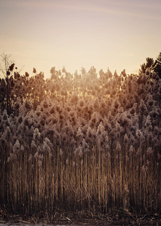 Cattails at Dusk Photograph by Heather Applegate