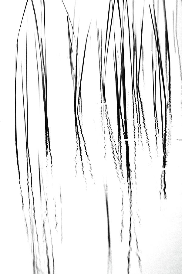 Cattails Black And White Photograph by Debbie Oppermann
