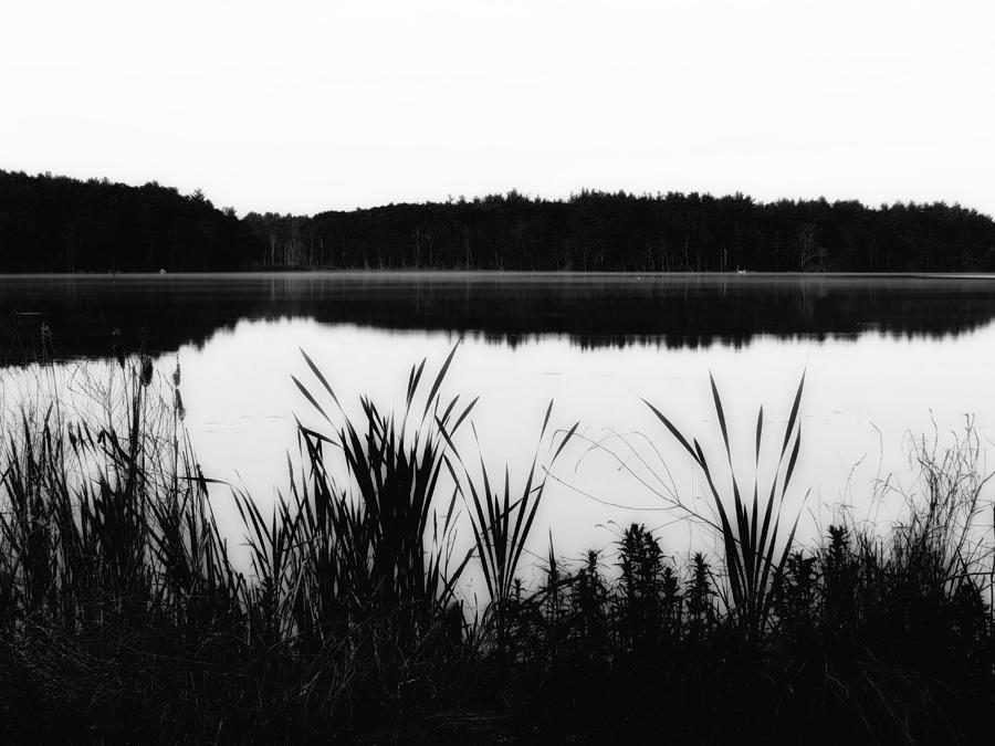 Cattails by the Lake - Black and White Photograph by MTBobbins Photography