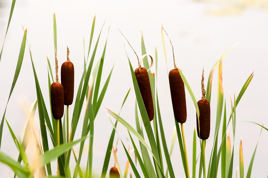 Katniss the Cattail by Valerie Estelle Frankel