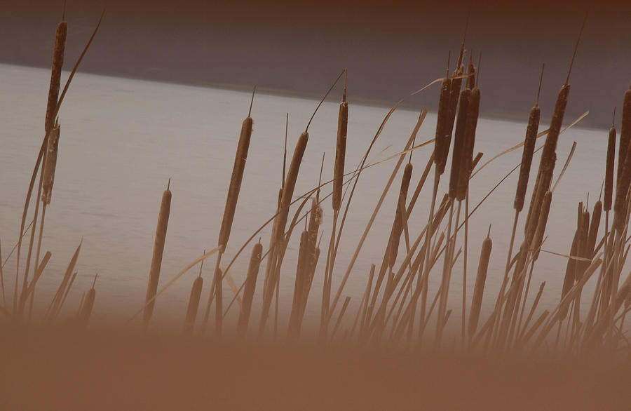 Cattails Photograph by David Bigelow