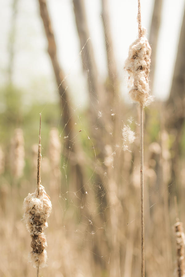 Cattails holding up a Web Photograph by Tracy Winter