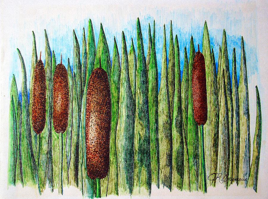 Cattails 1 Drawing by J R Seymour