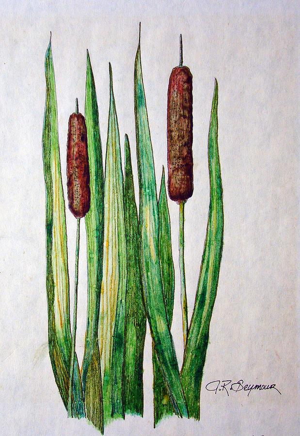 Drawing Cattails