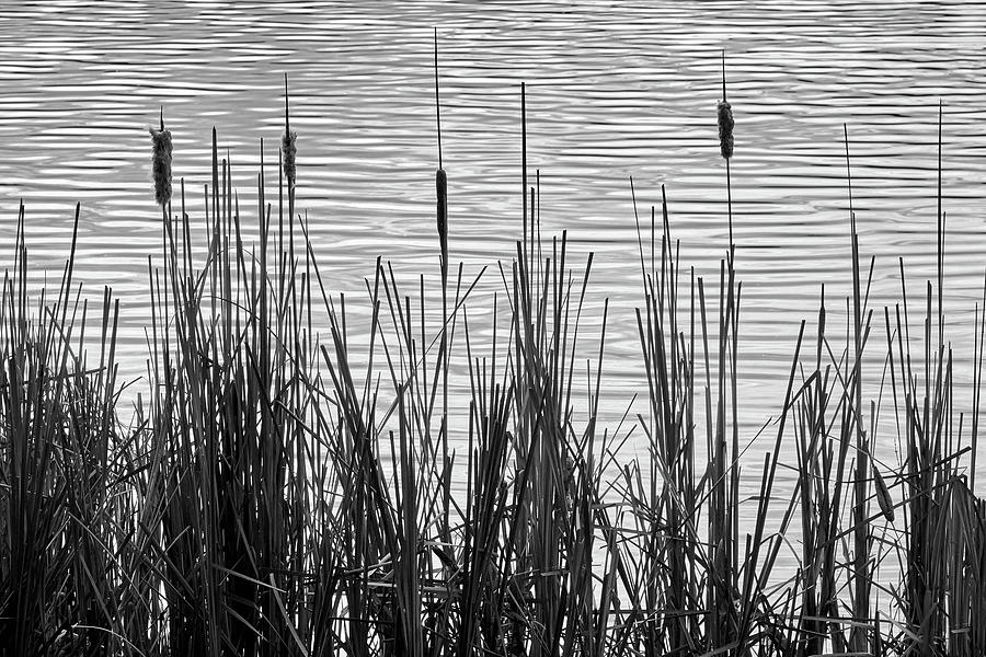 Cattails in a Minnesota marsh Photograph by Jim Hughes