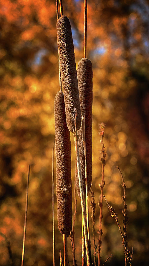 Cattails in Autumn Photograph by Susan Rissi Tregoning