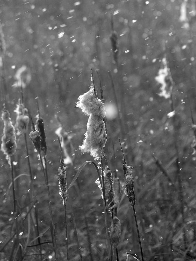 Cattails in snowstorm 4 Photograph by Jouko Lehto