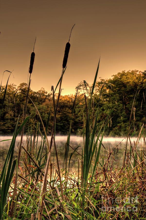 Cattails in the Mist Colonial Parkway Virginia Photograph by Karen Jorstad