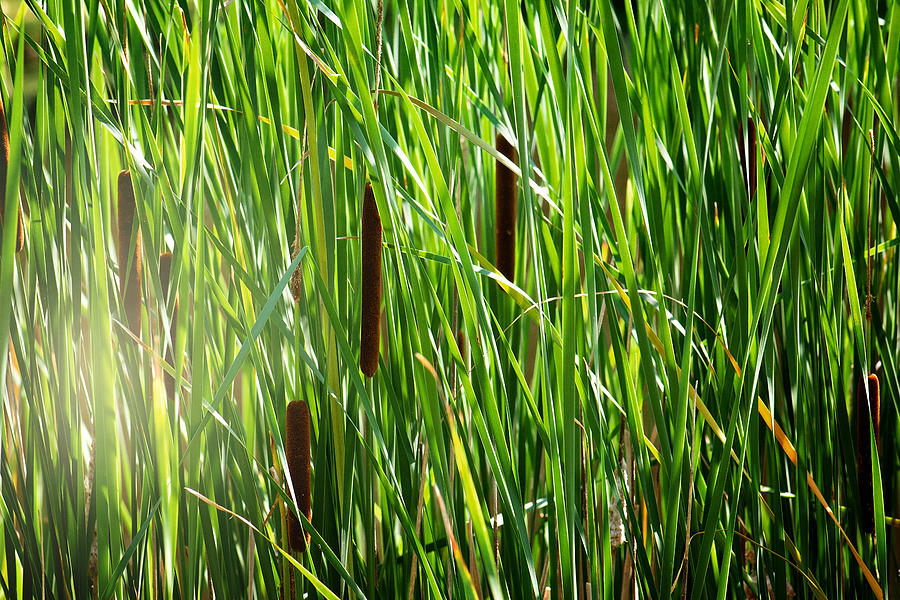 Cattails in the Morning Sun Photograph by Gwen Gibson