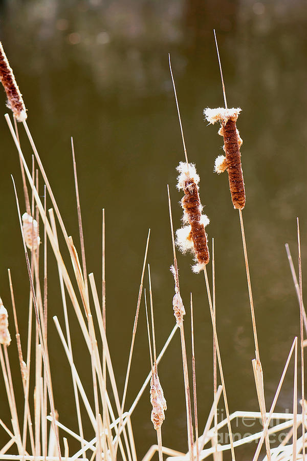 Cattails in the Pond Print Photograph by Gwen Gibson