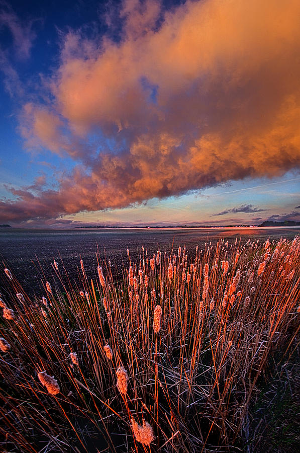 Cattails In The Wind Photograph by Phil Koch