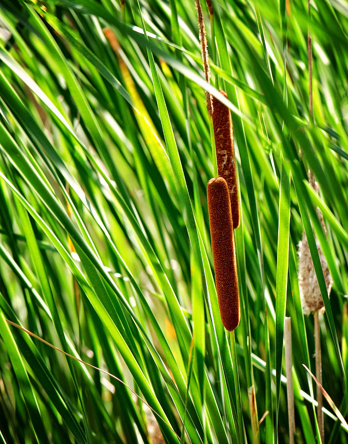 Cattails in the Wind Print Photograph by Gwen Gibson