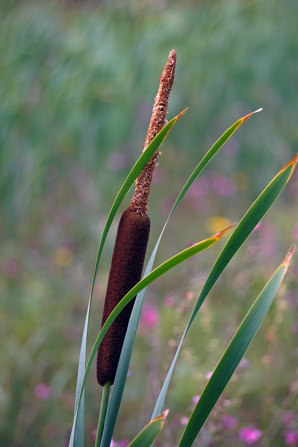Cattails in the wind Photograph by Wayne Enslow