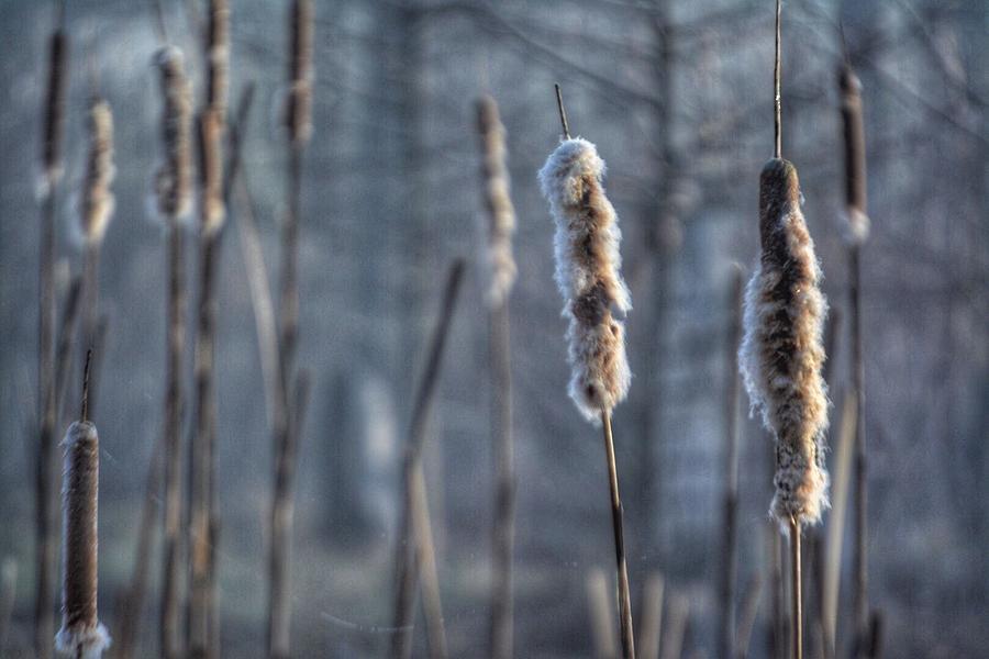 Cattails in the Winter Photograph by Sumoflam Photography
