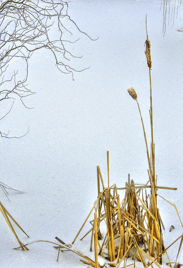 Cattails in Winter Photograph by Sam Davis Johnson