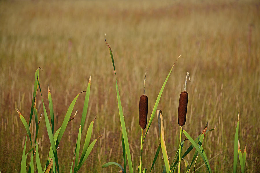 Cattails in Yellowstones Upper Geyser Basin Photograph by Bruce Gourley