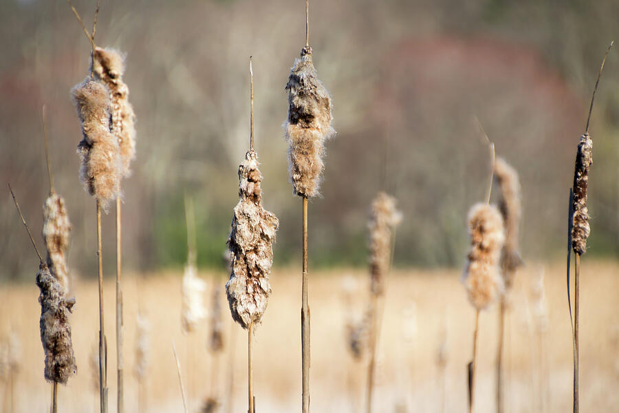 Spring Photograph - April Cattails - by Julie Weber