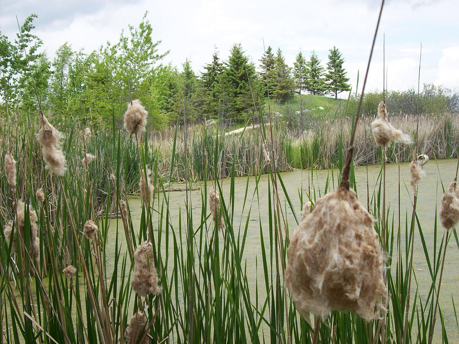 Cattails Photograph by Mary Mikawoz