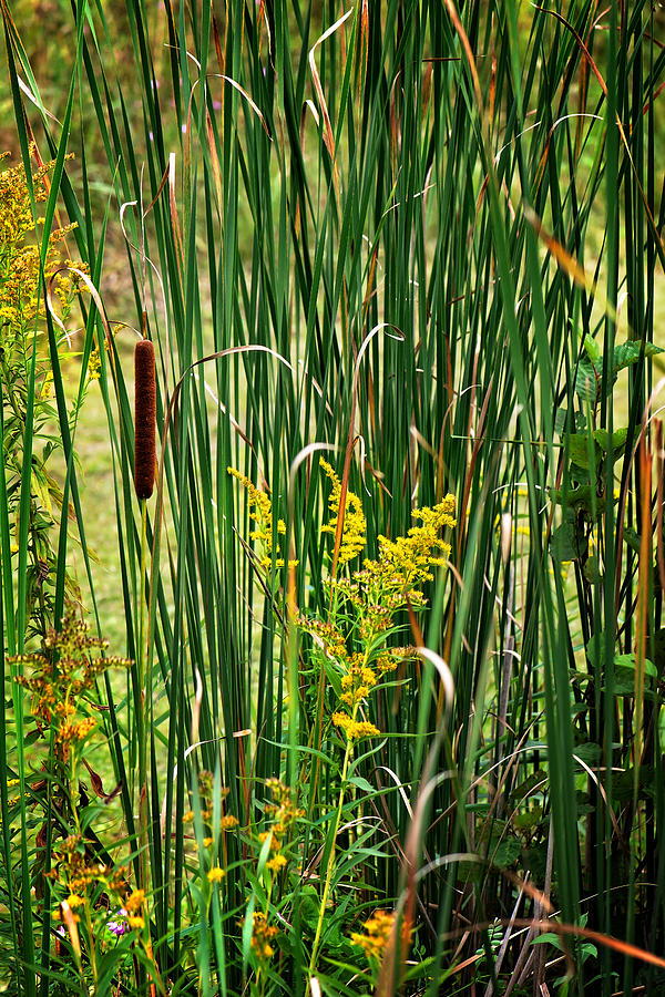 Cattails on the Pond Print Photograph by Gwen Gibson