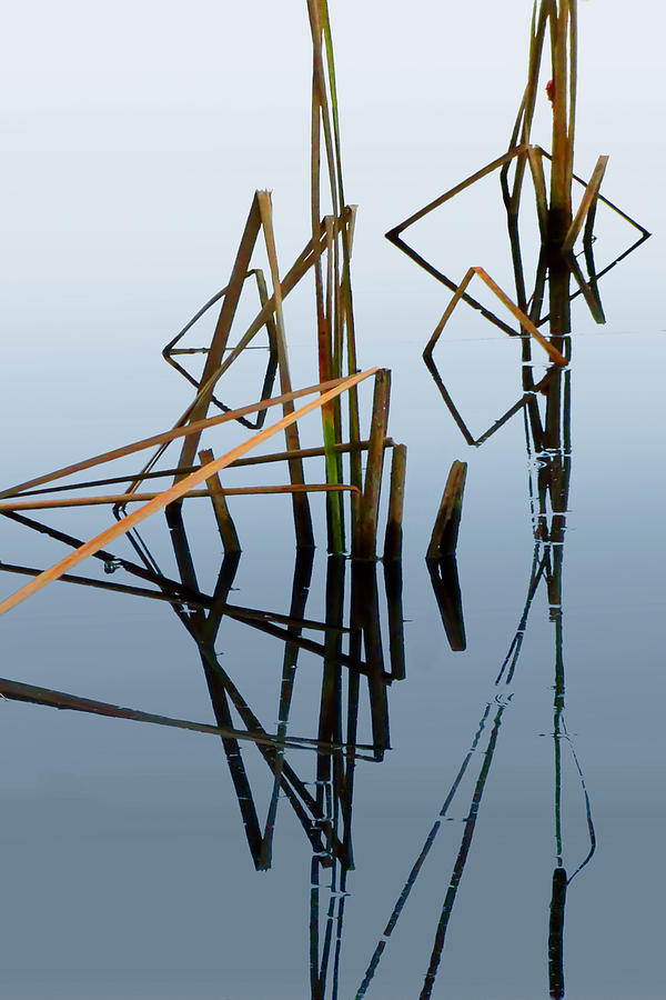 Cattails Reflecting Photograph by Frances Miller