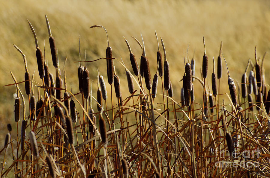 Cattails-Signed-#6919 Photograph by J L Woody Wooden