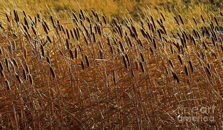 Cattails-Signed-#6934 Photograph by J L Woody Wooden