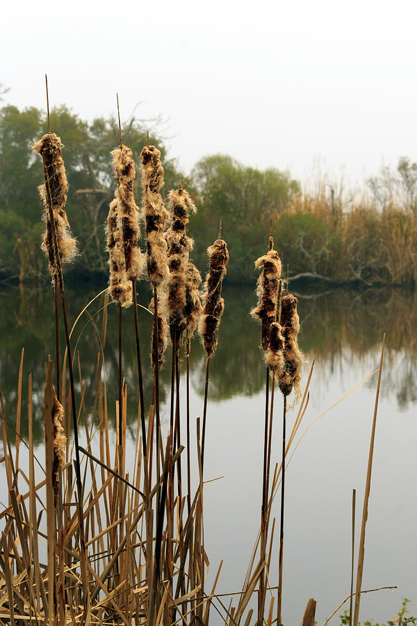Cattails Photograph by Travis Rogers