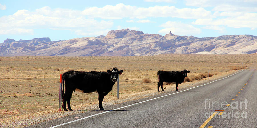 Cattle Along Highway 12 in Utah 3017 Photograph by Jack Schultz