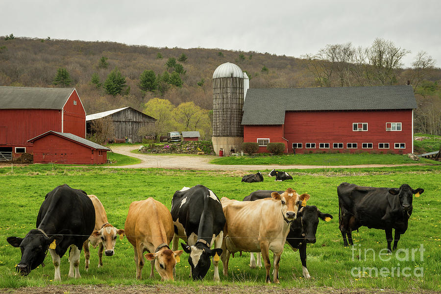 Cattle and Barns at Perry Farm, Spring 2016 -New England Dairy Farm Photograph by JG Coleman