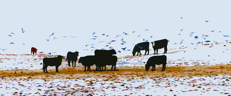 Cattle and Birds Photograph by David Ralph Johnson