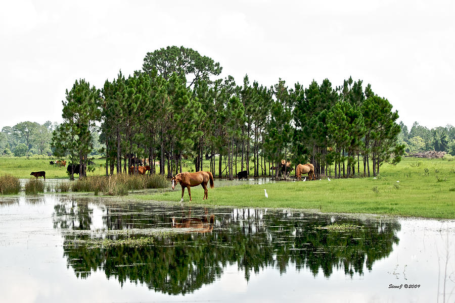 Cattle and Horse Ranch in Florida Photograph by Stephen Johnson