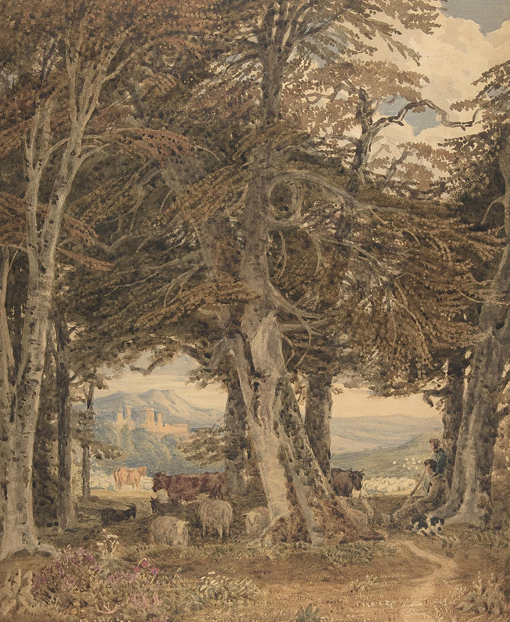 Cattle and Sheep at Resting at the Edge of a Forest Drawing by George Barret