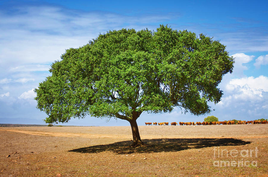 Animal Photograph - Cattle and Tree by Carlos Caetano
