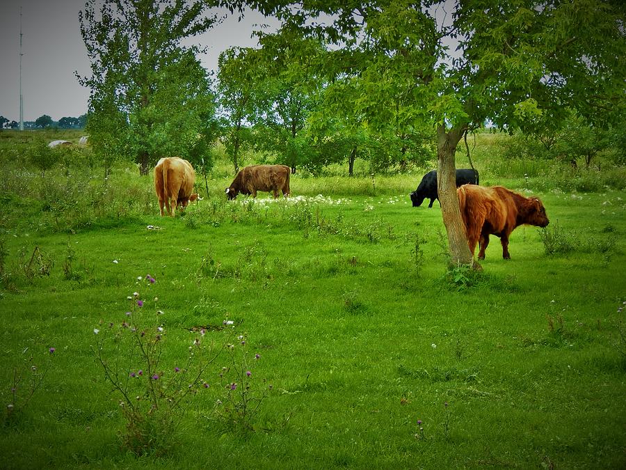 Cow Photograph - Cattle are Grazing by Curtis Tilleraas