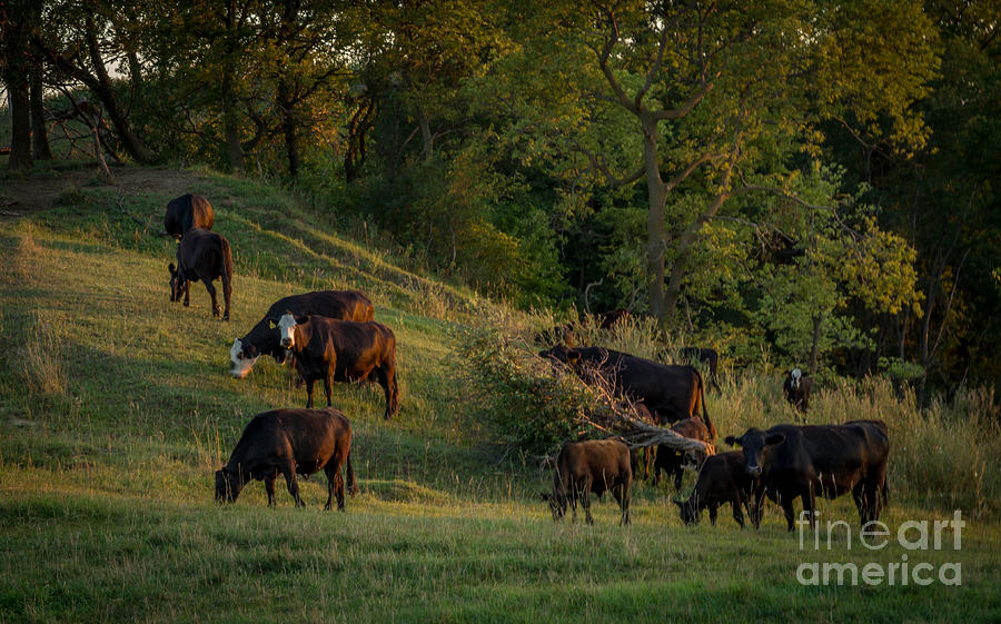 Cattle At Sunset Photograph