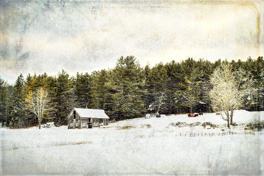 Winter Photograph - Cattle At The Feeder - Textured by Geoffrey Coelho