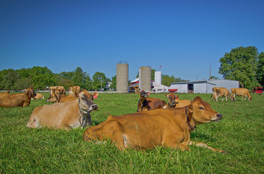 Jersey Baby Calf. Dairy heifer Ohio Pretty Jersey Cow 